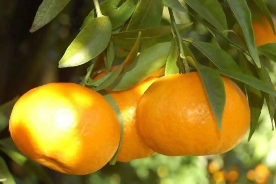 mandarini marzolini
